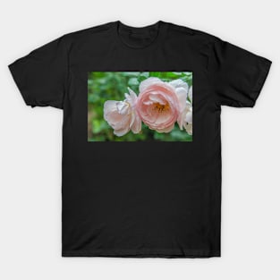 Baby Rose T-Shirt